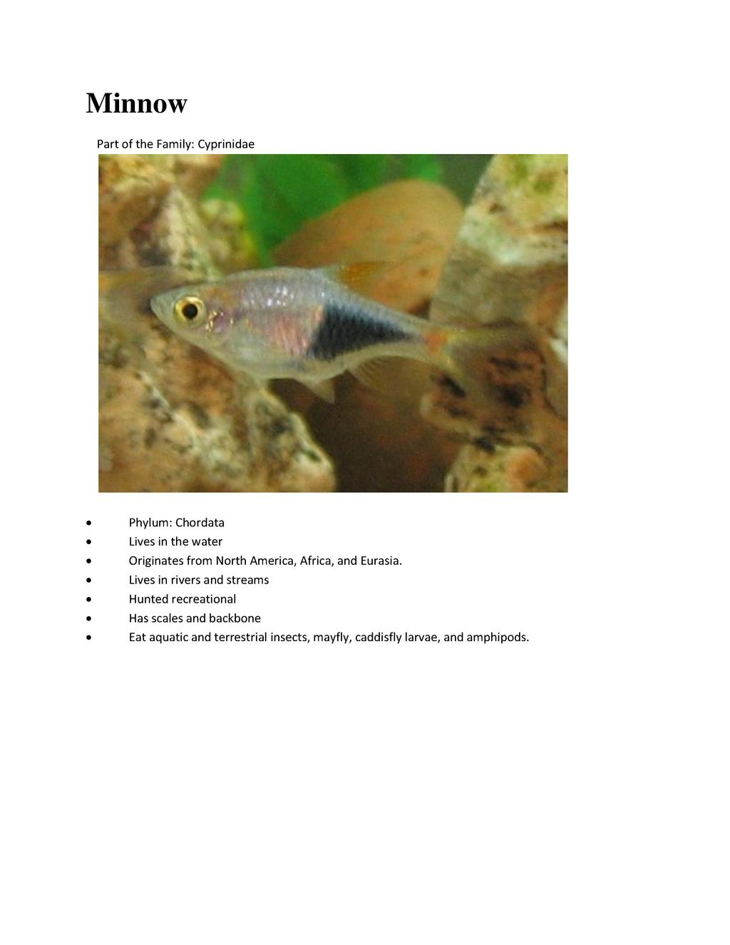 File:Animals Found During Creek Exploration.pdf